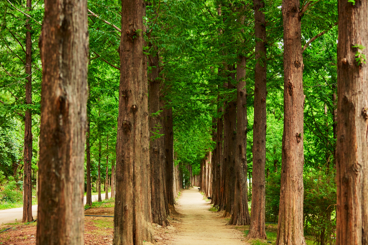 Forest