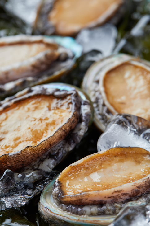 Abalone